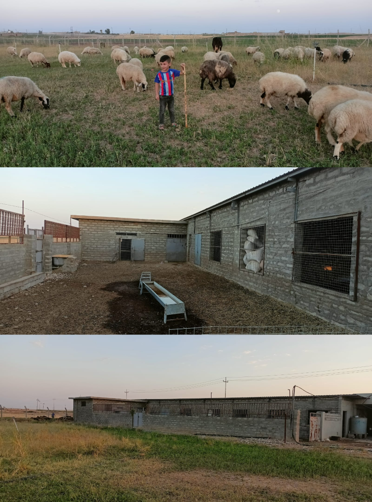 Qaraqosh cattle farm - new!